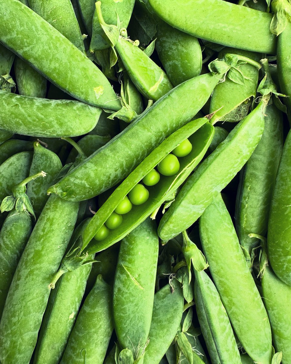 With fond childhood memories of podding the fresh peas, look at these locally grown beauties. #freshpeas #locallygrown