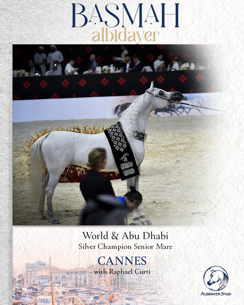 ArabianEssence's tweet photo. BASMAH ALBIDAYER: Cannes Senior Mares with Raphael Curti

 @albidayer_stud
#albidayerstud #basmahalbidayer #raphaelcurti #Cannes2024 https://t.co/N5dtrpwDvs