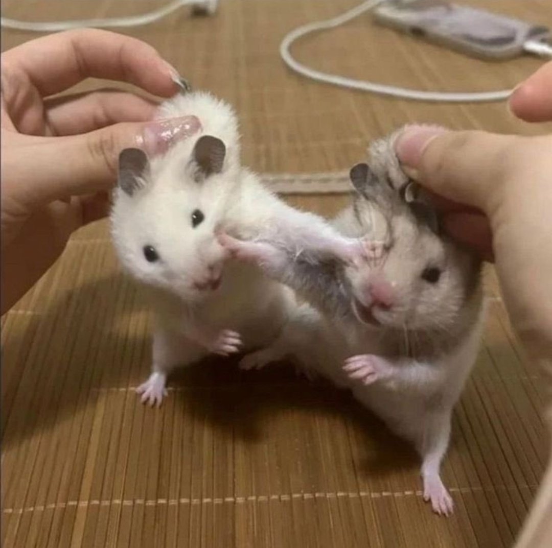 tyomateee2's tweet photo. このハムスターの争い、何回見ても最高の1枚すぎる🐹 https://t.co/AKAf9RKn3I