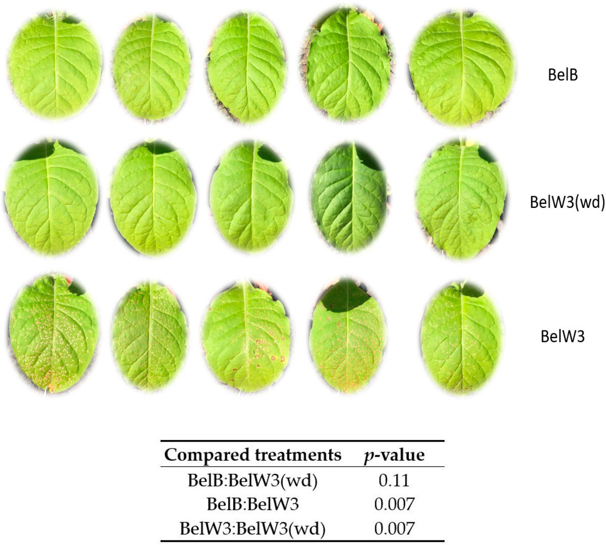 Horticulturae - New Published Paper🍀

📖Title: #Wood Distillate Mitigates Ozone-Induced Visible and Photosynthetic Plant #Damage: Evidence from Ozone-Sensitive #Tobacco (Nicotiana tabacum L.) BelW3

✍️Paper written by: J Andrea Vannini and Alessandro Petraglia.

#academic #MDPI