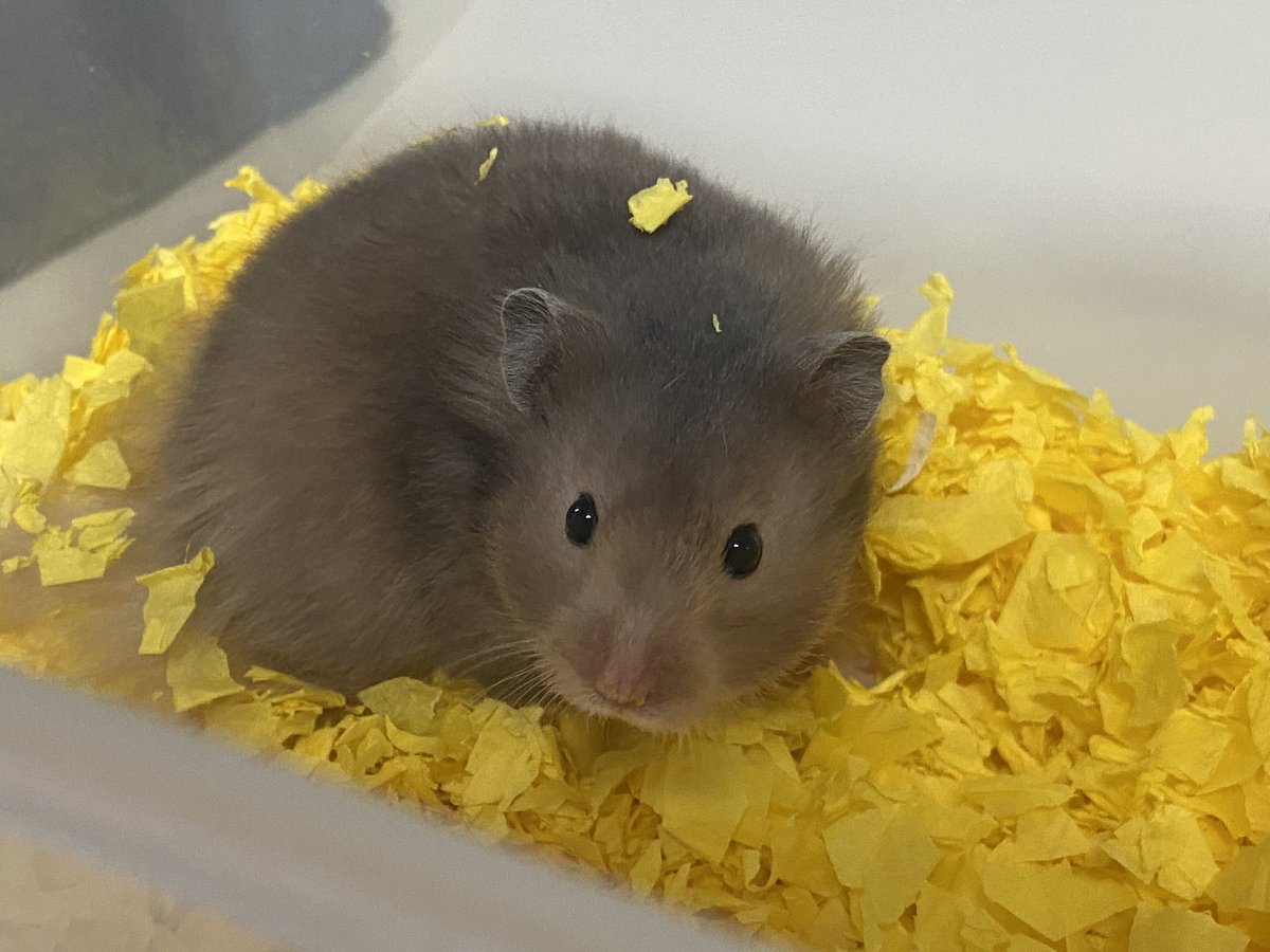 안녕하세요! 마리입니당 ㅎㅎ
이번에 수원 단체 유기햄 중 한 친구를 임보하게 되었어요 잘부탁드립니다! 🙇‍♀️ 임보명은 ‘두치’라고 지어줬답니다