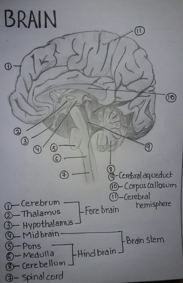 The Human brain 🧠 control all body movements and nervous system ✔️