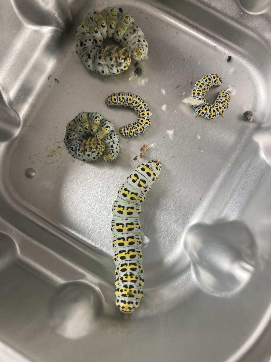 These caterpillars are on a large verbascum in our garden. Specialist advice, please! Is this water betony moth (Cucullia scrophulariae) caterpillar?