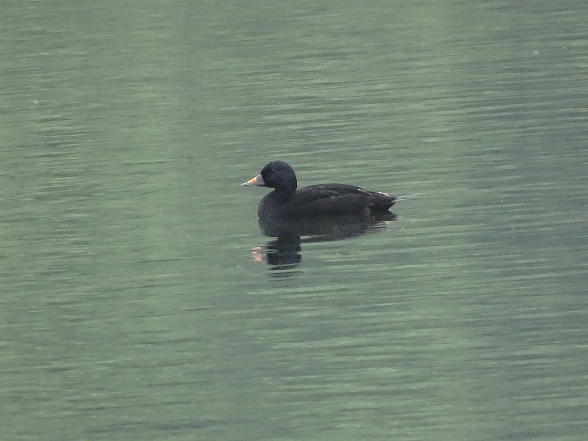 njs5870's tweet photo. A few recent photos taken at Westport Lake, Stoke-on-Trent. An imm drake Common Scoter was present on the 3rd June and a juv Little Grebe confirming LG's have bred on site again this year https://t.co/bLb53Zl33X