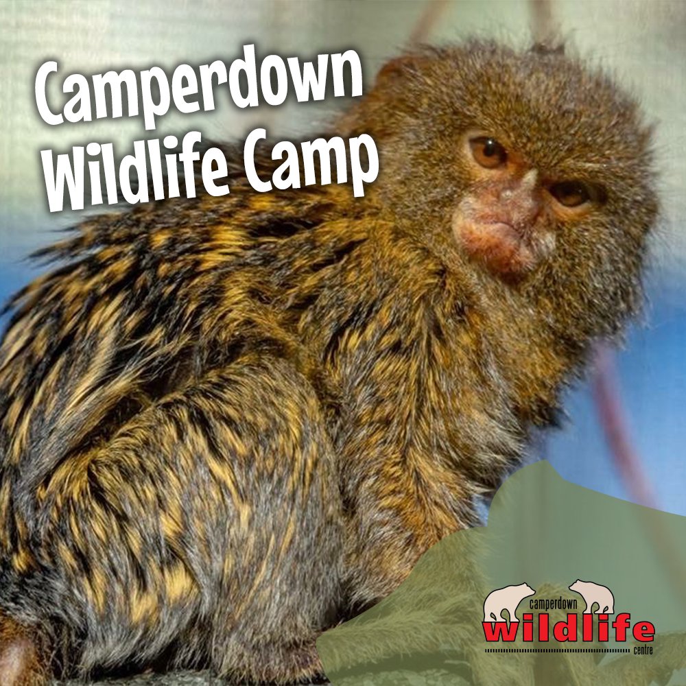 Camperdown Wildlife tweet media