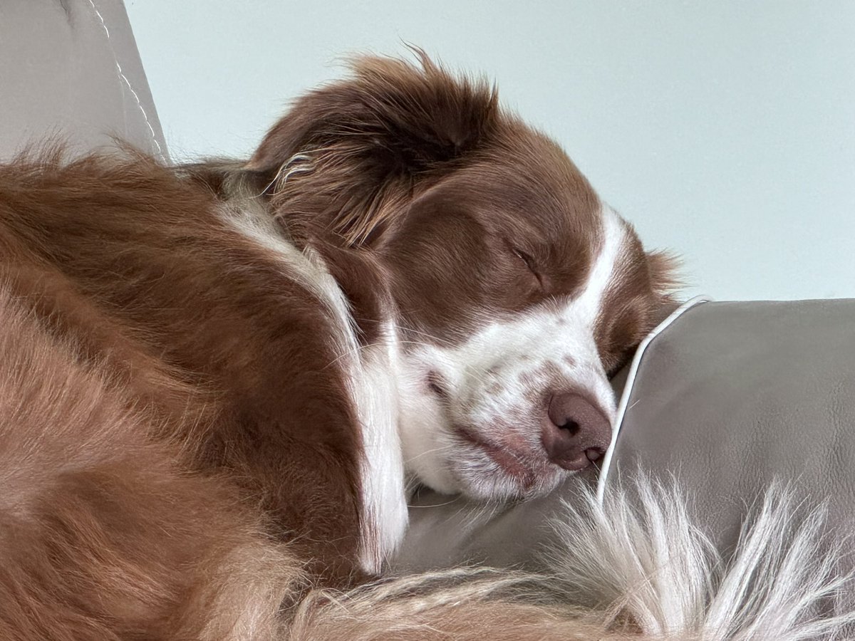 I think she’s perfect 🐶💕