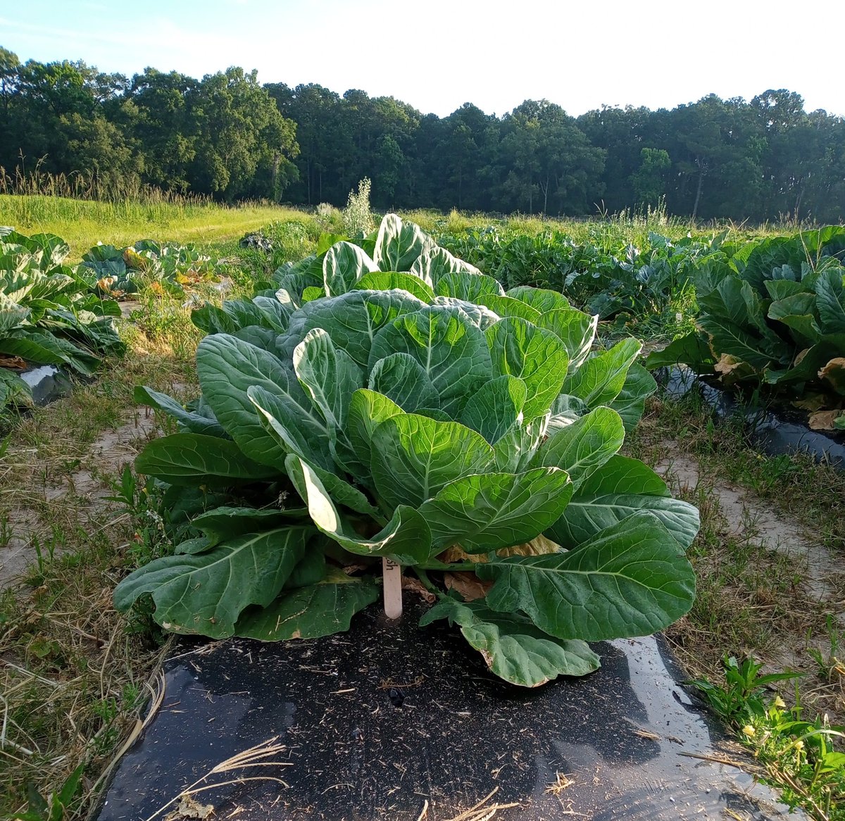 KarinAlbornoz3's tweet image. Mighty collards 🥬💪