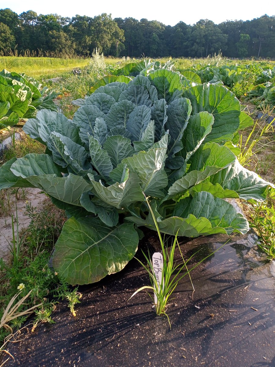 KarinAlbornoz3's tweet image. Mighty collards 🥬💪