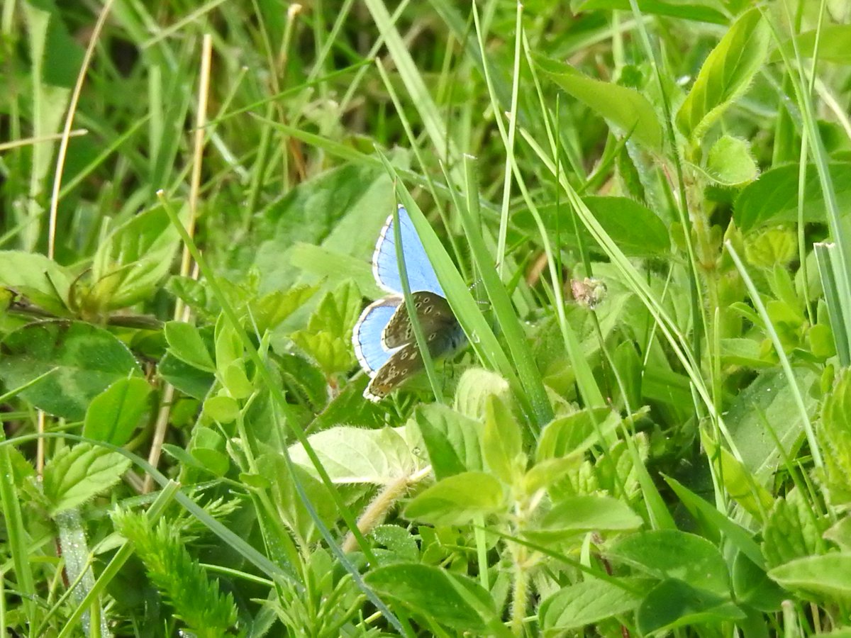 Is this an Adonis Blue? If so, it's a new one for me. Seen at Albury Downs, Surrey. <a href="/BC_Surrey/">BC Surrey</a>