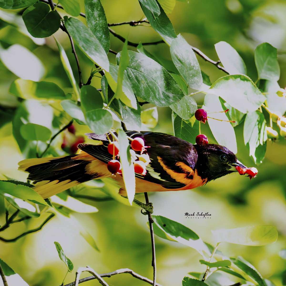 charlieschef's tweet photo. Baltimore Oriole eating berries, Central Park, NYC #birdcpp #TwitterNatureCommunity #birdsofinstagram #britishnatureguide #naturephotography #birdphotography #twitterphotography #wildbirdphotography #nikonphotography #NatureBeauty #nycaudubon 6.3.2024 https://t.co/5tbSyIruwv