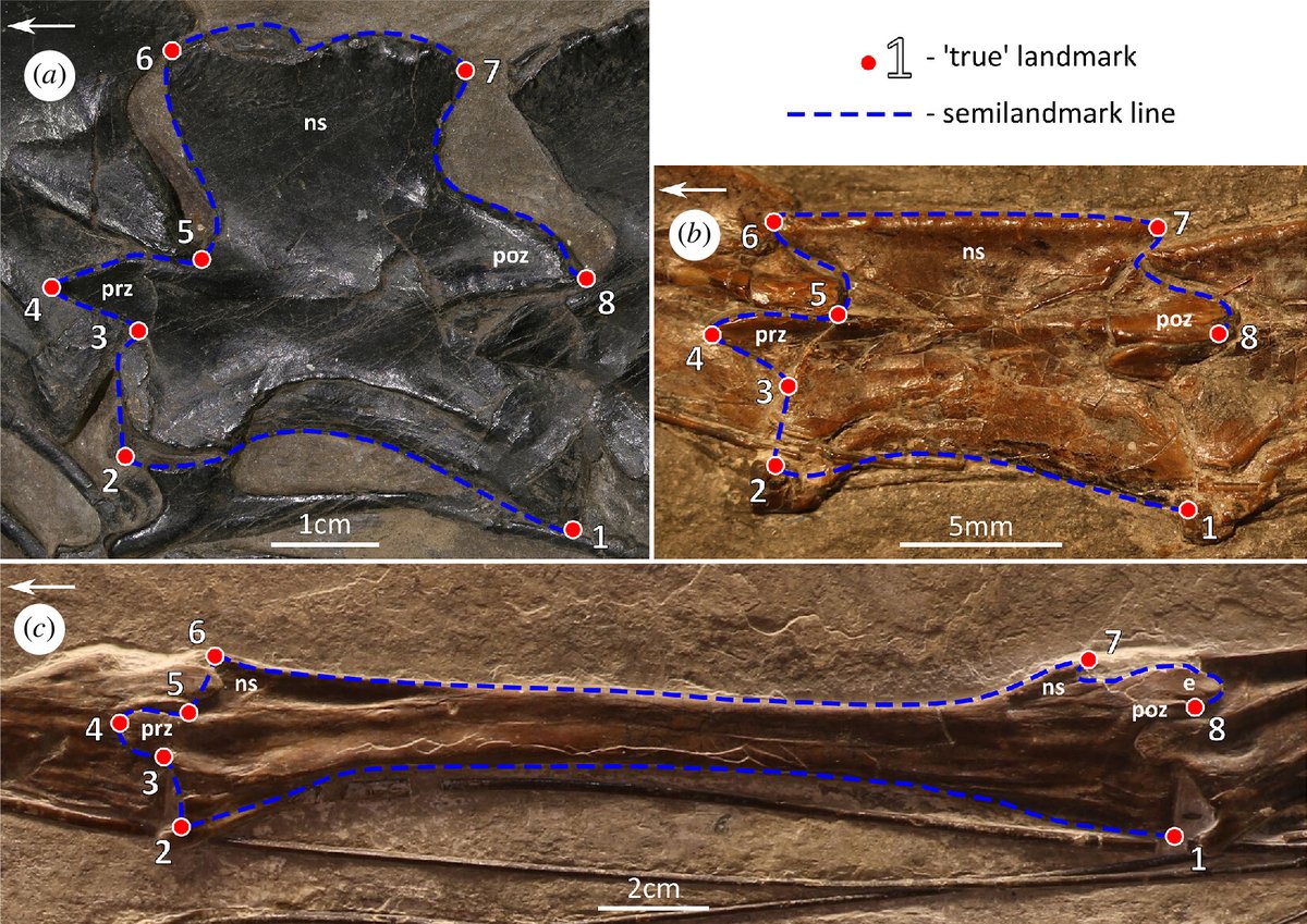 RSocPublishing's tweet photo. New from #RSOS: Extreme neck elongation evolved despite strong developmental constraints in bizarre #Triassic reptiles—implications for neck modularity in #archosaurs. Read more: https://t.co/5NafaicNmv @VertEvo @BoehmerGroup https://t.co/ez1mvaj4m2