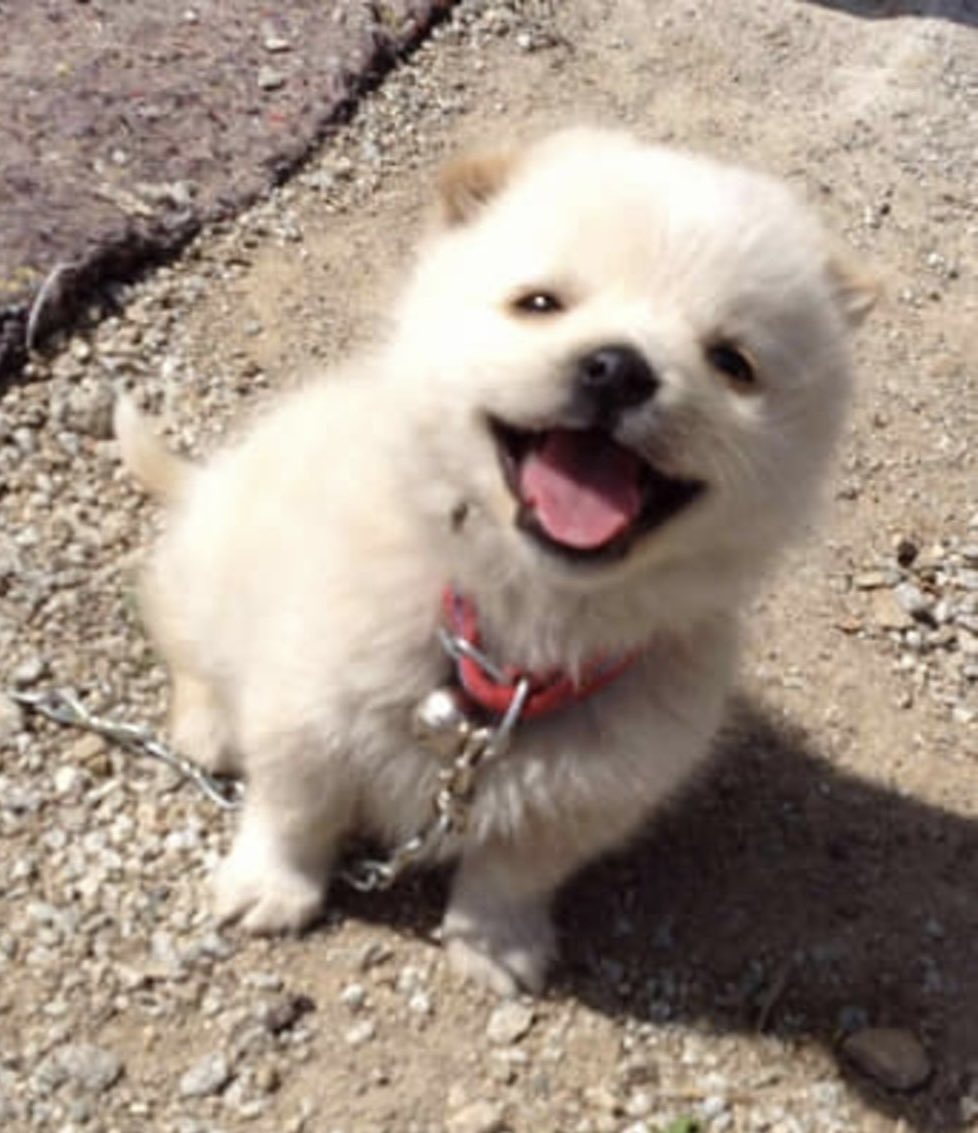 gganbori's tweet photo. 김채연가 이러케웃음 https://t.co/bmI2KU3bdu
