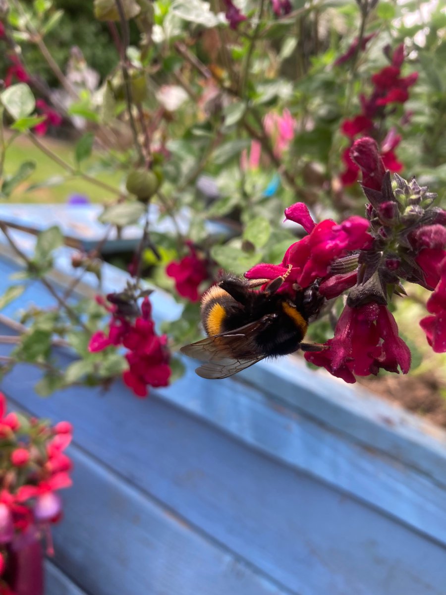 TowerofAdam1's tweet photo. I love bumble-bees. Or traditionally known as dumbledores. #anglish
@theanglishtimes https://t.co/djIPlgpzz4