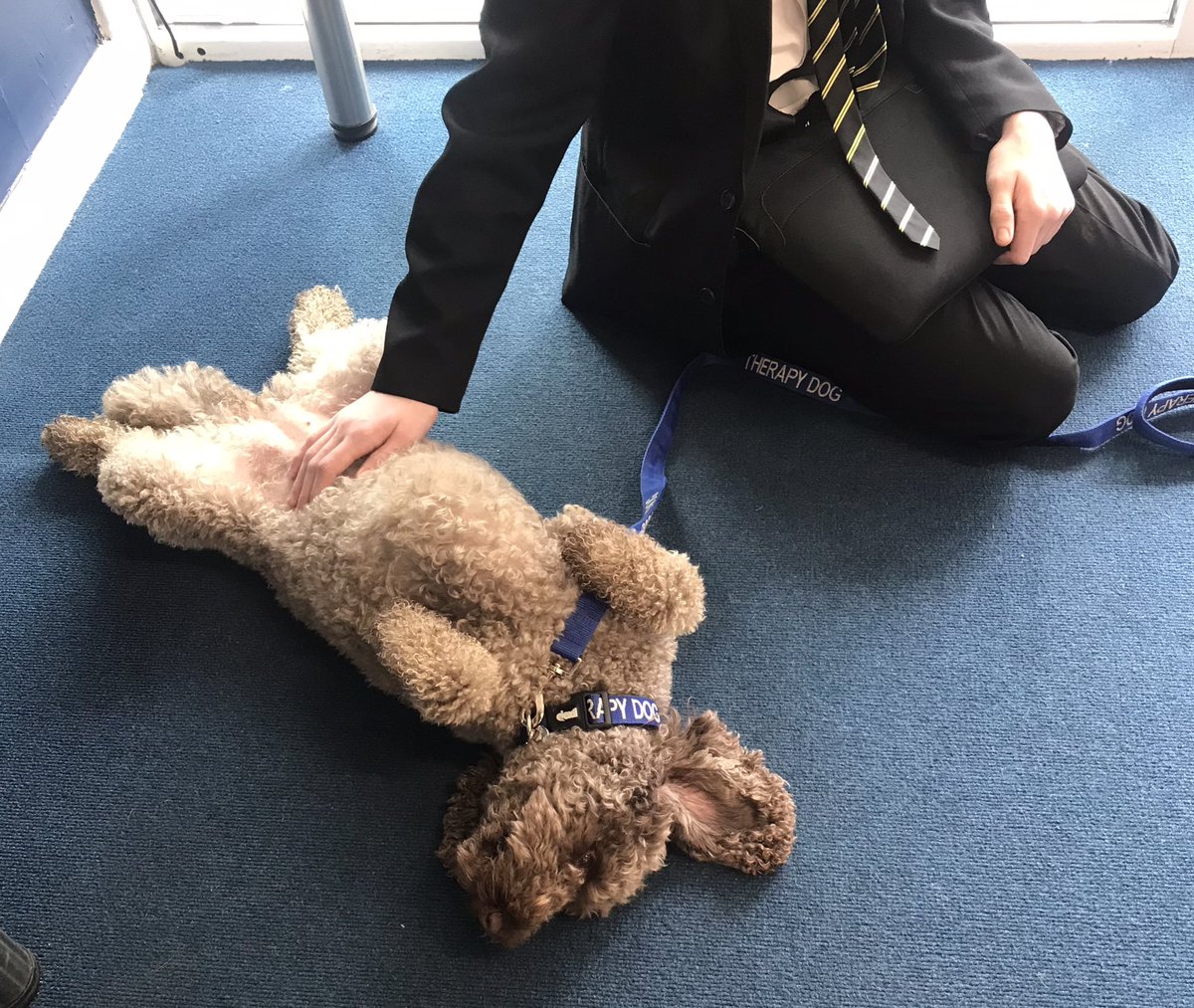LouDay100's tweet photo. Maple went back to school today. @ShenfieldHigh ….She hated it 💙 @essextherapydog 💙 #pets #calm #dogslife https://t.co/9mfW5Dgzaj