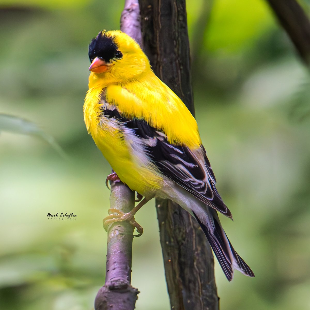 charlieschef's tweet photo. American Goldfinch, Northwoods, Central Park, N.Y.C #birdcpp #TwitterNatureCommunity #birdsofinstagram #britishnatureguide #naturephotography #birdphotography #twitterphotography #wildbirdphotography #nikonphotography #NatureBeauty #nycaudubon 6.3.24 https://t.co/uqVLNfRdL7