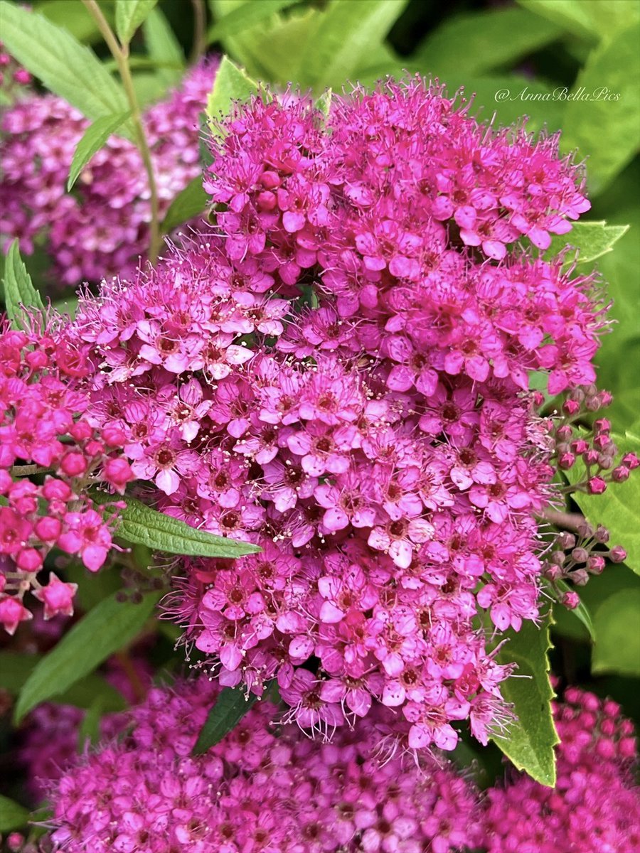 🌱Annie🌸📷 tweet media