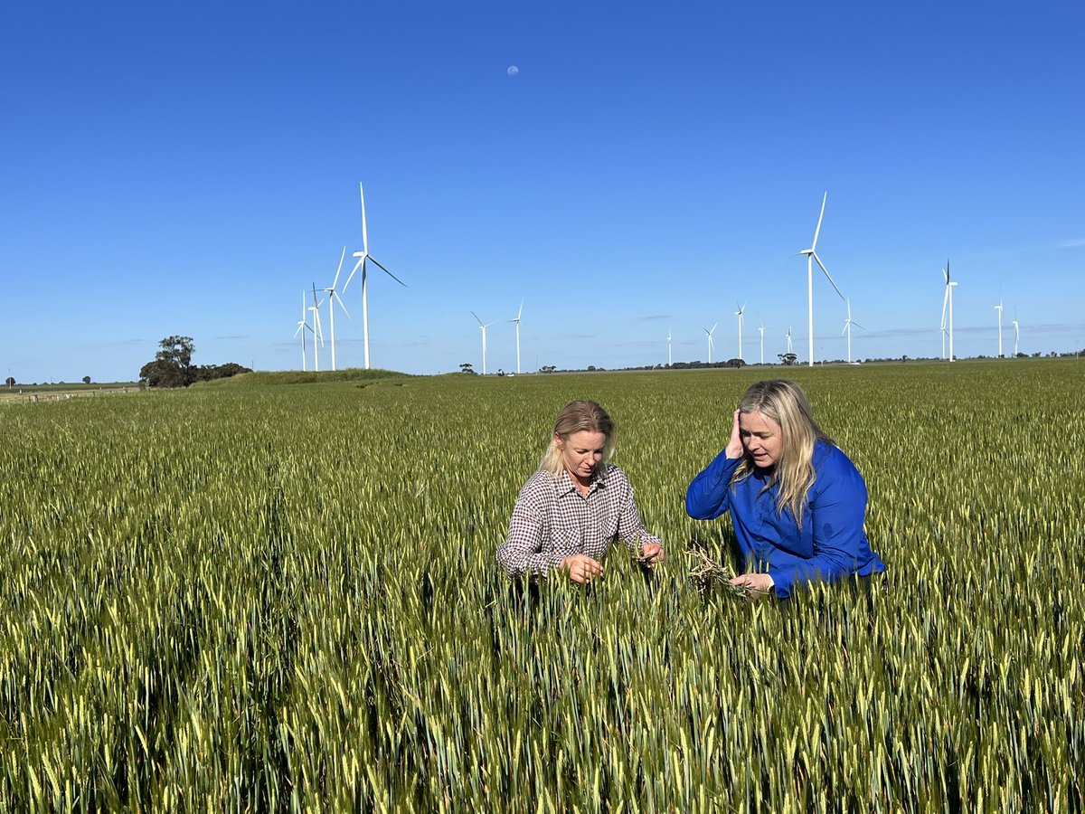 Australian 2024 #barley planting area is forecasted to be 4.3 M ha &amp; an estimate 11.5 mmt
State barley productions:
4.1 mmt - WA
1.95 mmt - SA
2.49 mmt - Vic
2.5 mmt - NSW
450,000mt - QLD 

#AustCropReport #plant24 #malt #malting