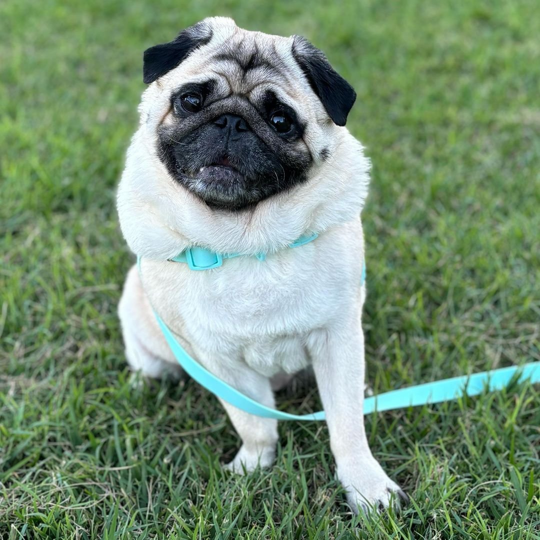 Happy Sunday
#puglover#pug#puglife#pugs