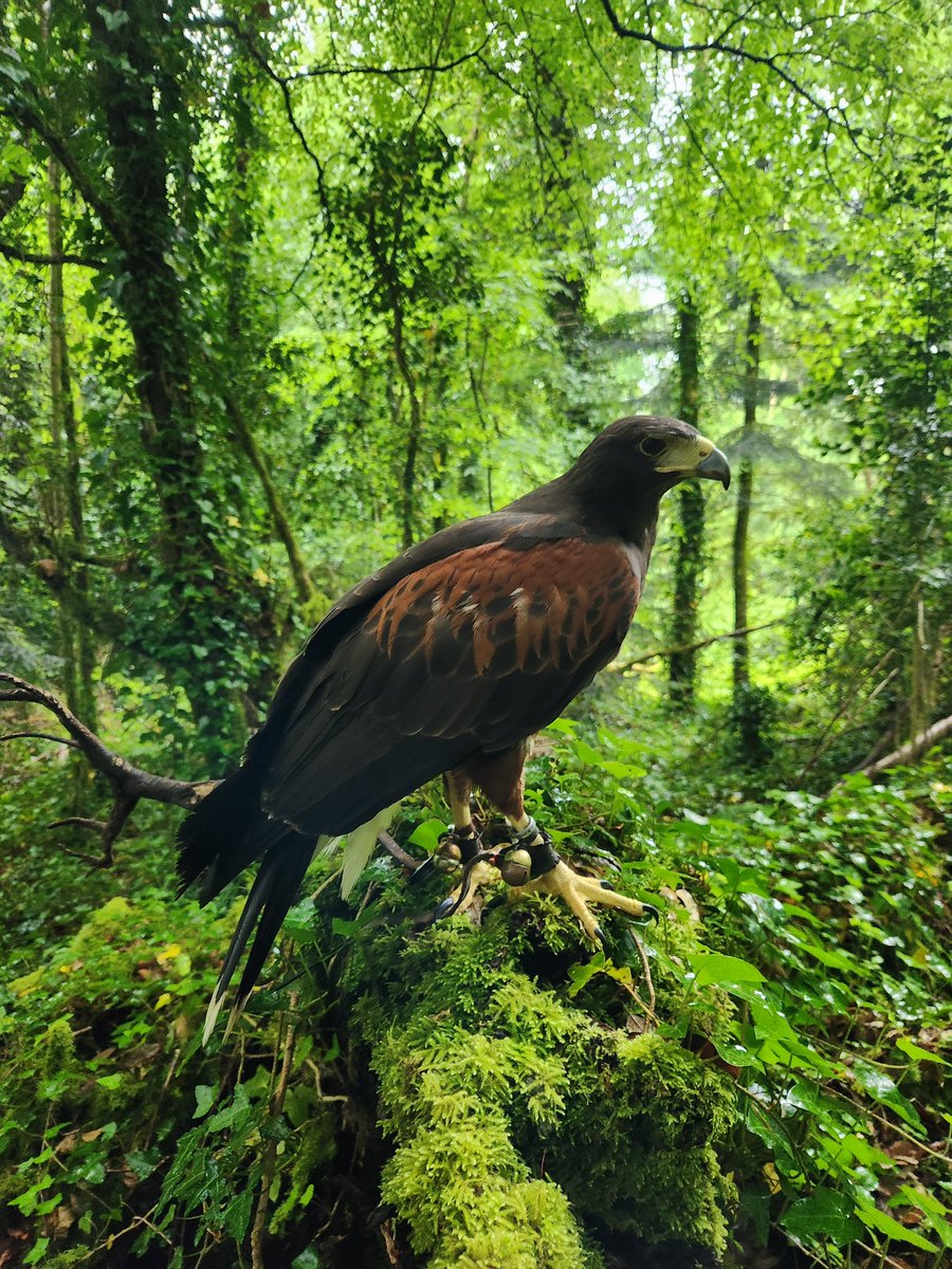 Falconry's tweet photo. Our beautiful Maya, enjoying her time in the chartreuse woods recently. We think she makes the forest look even more glorious with her presence. Thanks to Azureen for capturing this for us on her Hawk Walk🫶🏽 #hawkwalk #ashfordcastle #RedCarnationHotels #harrishawk #nature https://t.co/gcOH8AQgxS