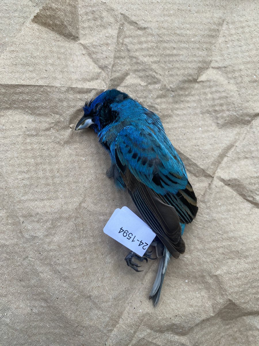 telling everyone i know about this one because it’s such a heartbreaker :(( travelled all the way from the gulf of mexico just to die at 200 kent in ottawa :(((