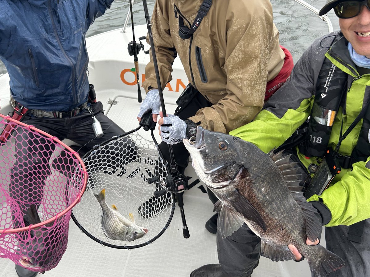 OrangeFishing's tweet photo. ボトムは好調キープ👍
シルバーウルフEXとAIR大活躍🍊🙇♂️
#ボートチニング #チニング #オレンジフィッシングボート #daiwa #シルバーウルフ #匠ベアリング #キビレ #アーバンシュリンプ #サンドシュリンプ #AIR71 #EX76 #EX75 #PR
@d_sw_shore https://t.co/WvOAQEpNtG