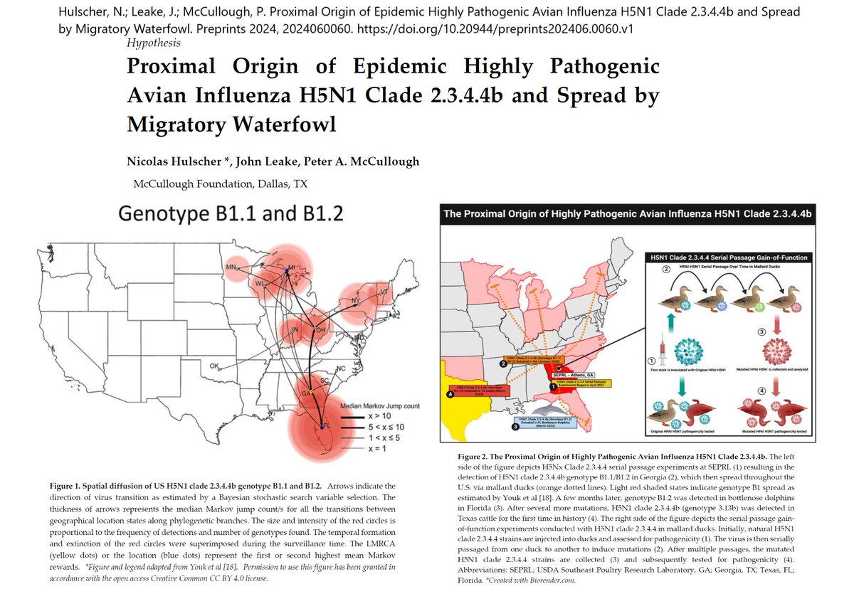 McCulloughFund's tweet photo. BREAKING - Our new study presents strong evidence that the current HPAI H5N1 "Bird Flu" Clade 2.3.4.4b outbreak is a result of laboratory leaks from the USDA Southeast Poultry Research Laboratory (SEPRL) in Athens, Georgia and the Erasmus Medical Center in Rotterdam, the Netherlands.

Genetic evidence and historical context suggest that laboratory activities, including serial passage and gain-of-function research, could have contributed to the emergence of H5N1 clade 2.3.4.4b.

A moratorium on gain-of-function research including serial passage of H5N1 is indicated to prevent a man-made influenza pandemic affecting animals and humans.

https://t.co/0FtPvKENl6

#MFScholar
