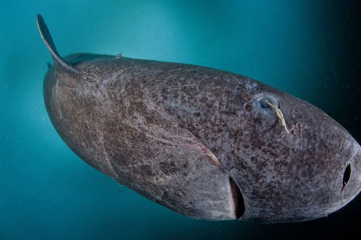 This ancient Shark is actually older than the United States of America itself.