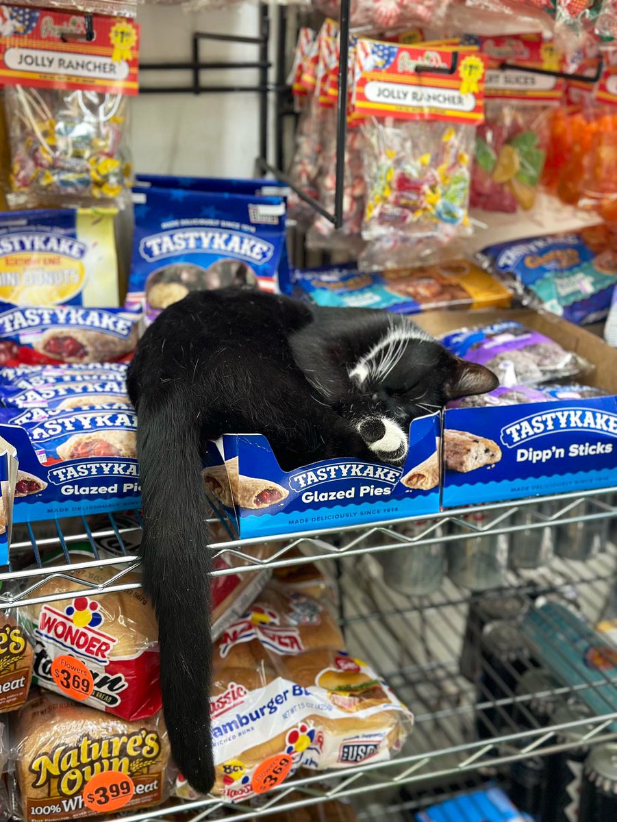 Bodega Cats (@bodegacats_) on Twitter photo 