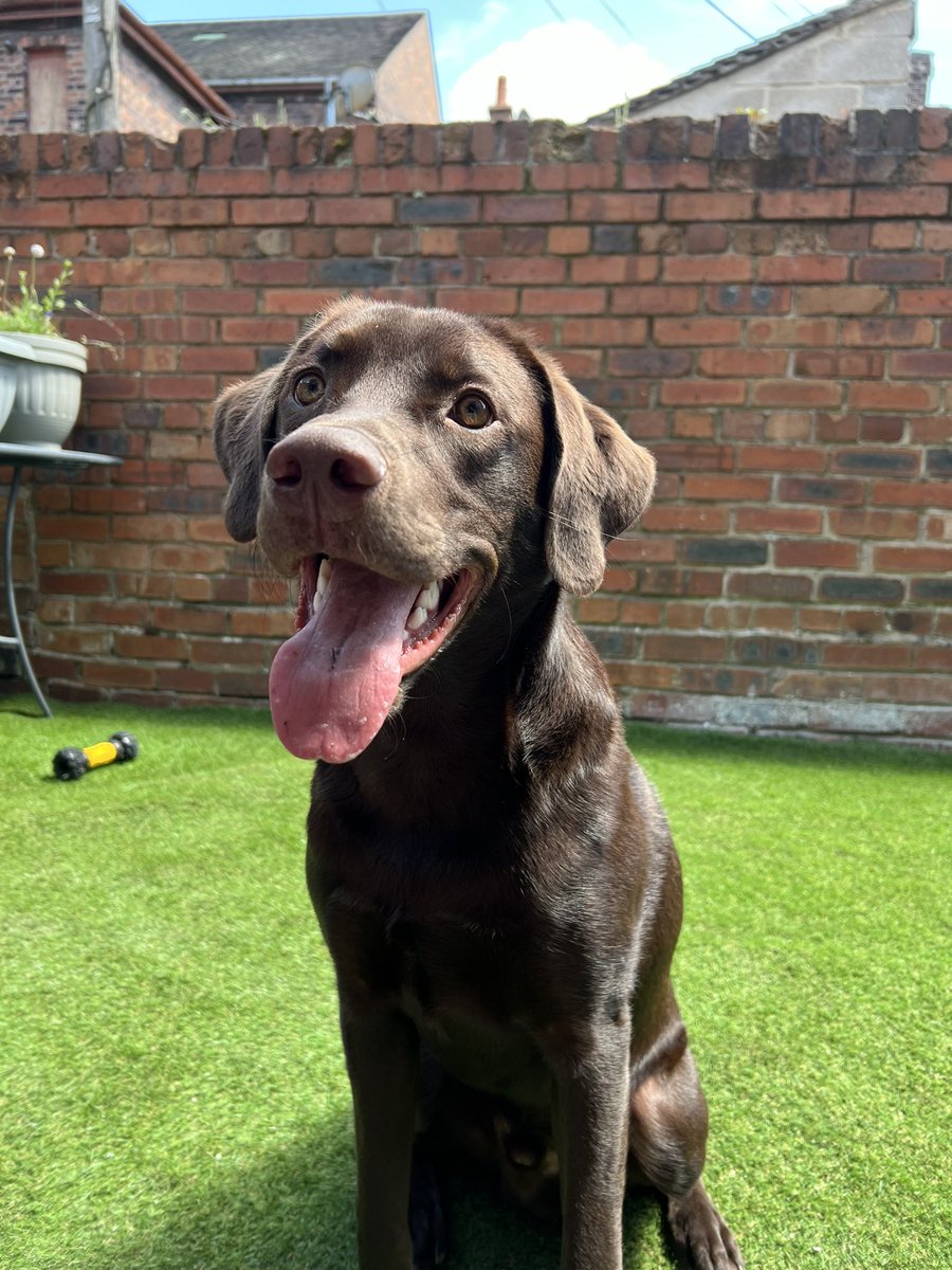 daniel_roberts_'s tweet photo. @Battersea_ https://t.co/ew5eiD9zq9