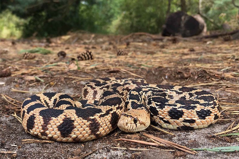 Tijdschrift RAVON #93 nu verkrijgbaar | Met in dit nummer o.a. exotische slangen in de duinen van Meijendel en Berkheide en boomkikkers in West-Zeeuws-Vlaanderen. Word abonnee en steun de natuur voor nog geen €2,50 per maand!🐍🦎🐸🐟ravon.nl/tijdschrift
#tijdschrift #natuur