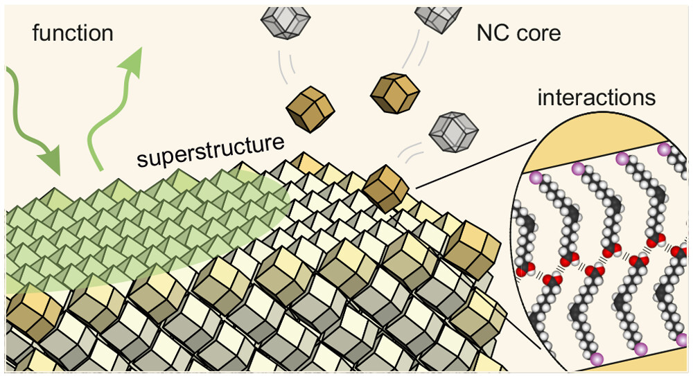ACS Nano (@acsnano) on Twitter photo Check out this perspective on nanocrystal assemblies from quantum to mesoscales, discussing nanocrystal shape and interactions, assembly protocols, superstructure prediction, and material functions.
<a href="/IowaStateU/">Iowa State University</a> <a href="/UniFAU/">FAU Erlangen-Nbg</a> <a href="/AvHStiftung/">Humboldt-Stiftung</a>
Read it here 🔗 go.acs.org/9E3 Check out this perspective on nanocrystal assemblies from quantum to mesoscales, discussing nanocrystal shape and interactions, assembly protocols, superstructure prediction, and material functions.
<a href="/IowaStateU/">Iowa State University</a> <a href="/UniFAU/">FAU Erlangen-Nbg</a> <a href="/AvHStiftung/">Humboldt-Stiftung</a>
Read it here 🔗 go.acs.org/9E3