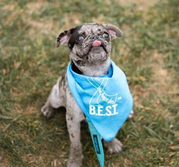 “SAVE THE DATE” 3rd Annual “The Hope for B.E.S.T. K-9 Walk” Sunday, September 15th, 2024-Avon Veteran’s Memorial Park- proceeds go to Avon Local Schools-MORE DETAILS TO COME! <a href="/avoneagles/">avoneagles</a> <a href="/Fitch_assistant/">Avon Assistant Superintendent</a>