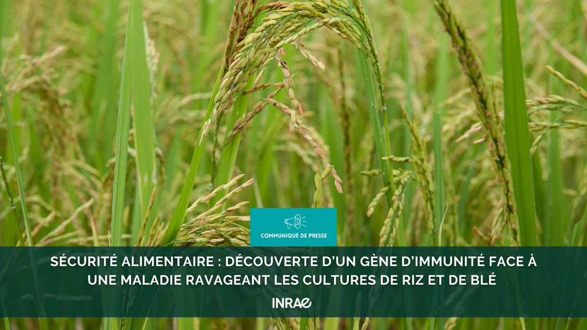 #RP_INRAE Sécurité alimentaire : découverte d’un gène d’immunité face à une maladie ravageant les cultures de riz et de blé. ▶️La pyriculariose, maladie causée par un champignon, peut ravager les cultures de riz, aliment de base pour 60 % de la population mondiale, mais aussi les