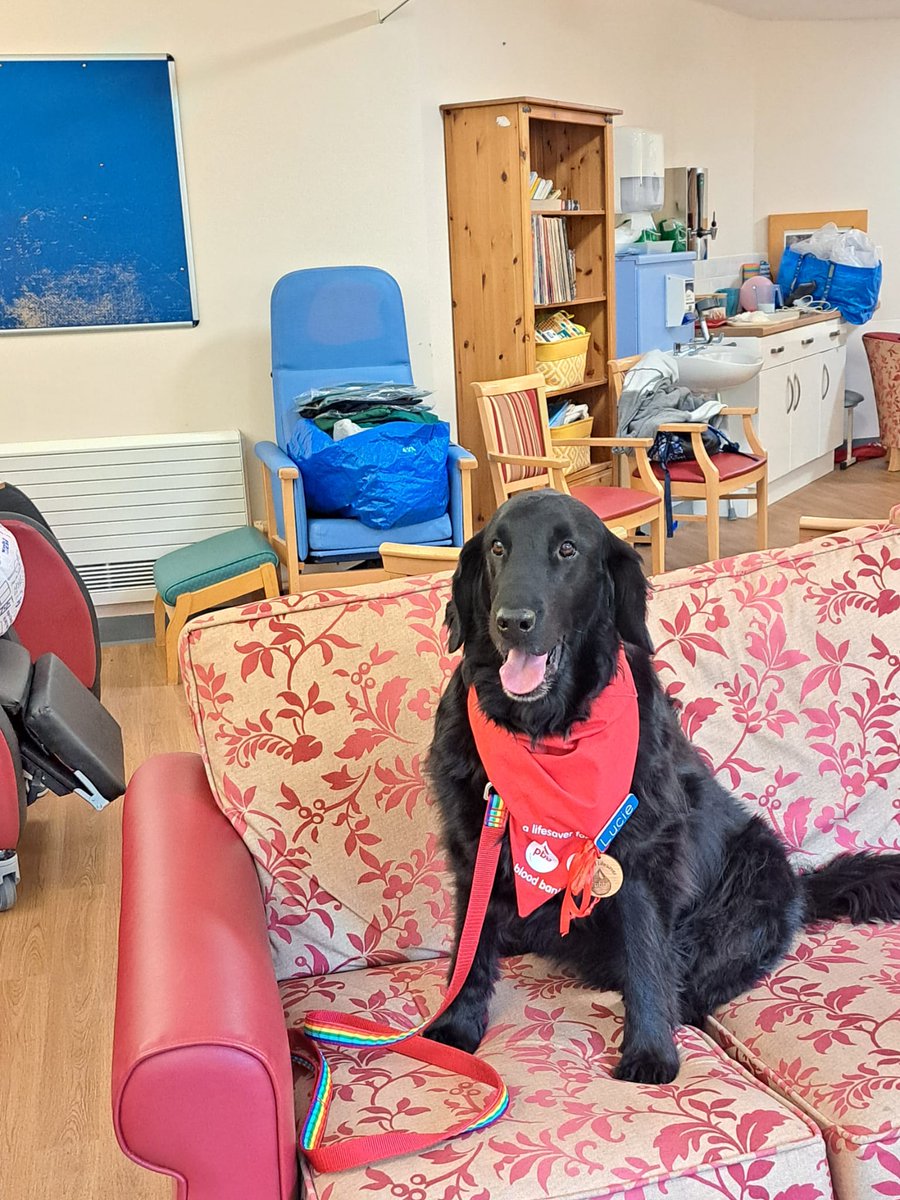 FfrindIMi (@ffrindimi) on Twitter photo Meet Lucie, a volunteer dog who joined us today in Monnow Vale, Lucy does her volunteering on the ward and Day hospital in Monnow Vale, bringing joy to patients and staff.<a href="/StrangeTanya/">Tanya S</a> <a href="/Kat1702Kt/">Kathryn Thomas</a> <a href="/amanda_whent/">Amanda Whent</a> <a href="/DjDonna105/">Donna Wigmore</a> <a href="/AmyPrangle47523/">Amy Prangley</a> #volunteerweek2024 Meet Lucie, a volunteer dog who joined us today in Monnow Vale, Lucy does her volunteering on the ward and Day hospital in Monnow Vale, bringing joy to patients and staff.<a href="/StrangeTanya/">Tanya S</a> <a href="/Kat1702Kt/">Kathryn Thomas</a> <a href="/amanda_whent/">Amanda Whent</a> <a href="/DjDonna105/">Donna Wigmore</a> <a href="/AmyPrangle47523/">Amy Prangley</a> #volunteerweek2024