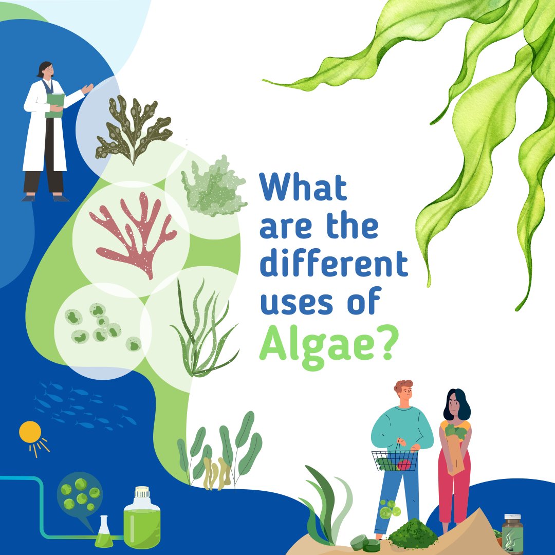 EU_MARE's tweet photo. 🎉🌊 Happy #WorldSeaweedDay, let's roll out the green carpet for our ocean's incredible algae!

From #superfoods to eco-friendly products, seaweed is the unsung hero of the ocean.

What's your favorite seaweed product?

#EU4Algae https://t.co/I39rQRp7r7