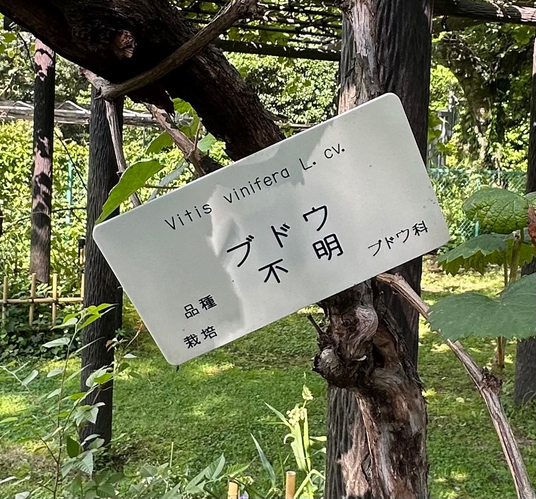 At Koishikawa Botanical Garden, the descendant of Newton’s apple tree is bearing fruit. Mendel’s grapevine descendant will soon.