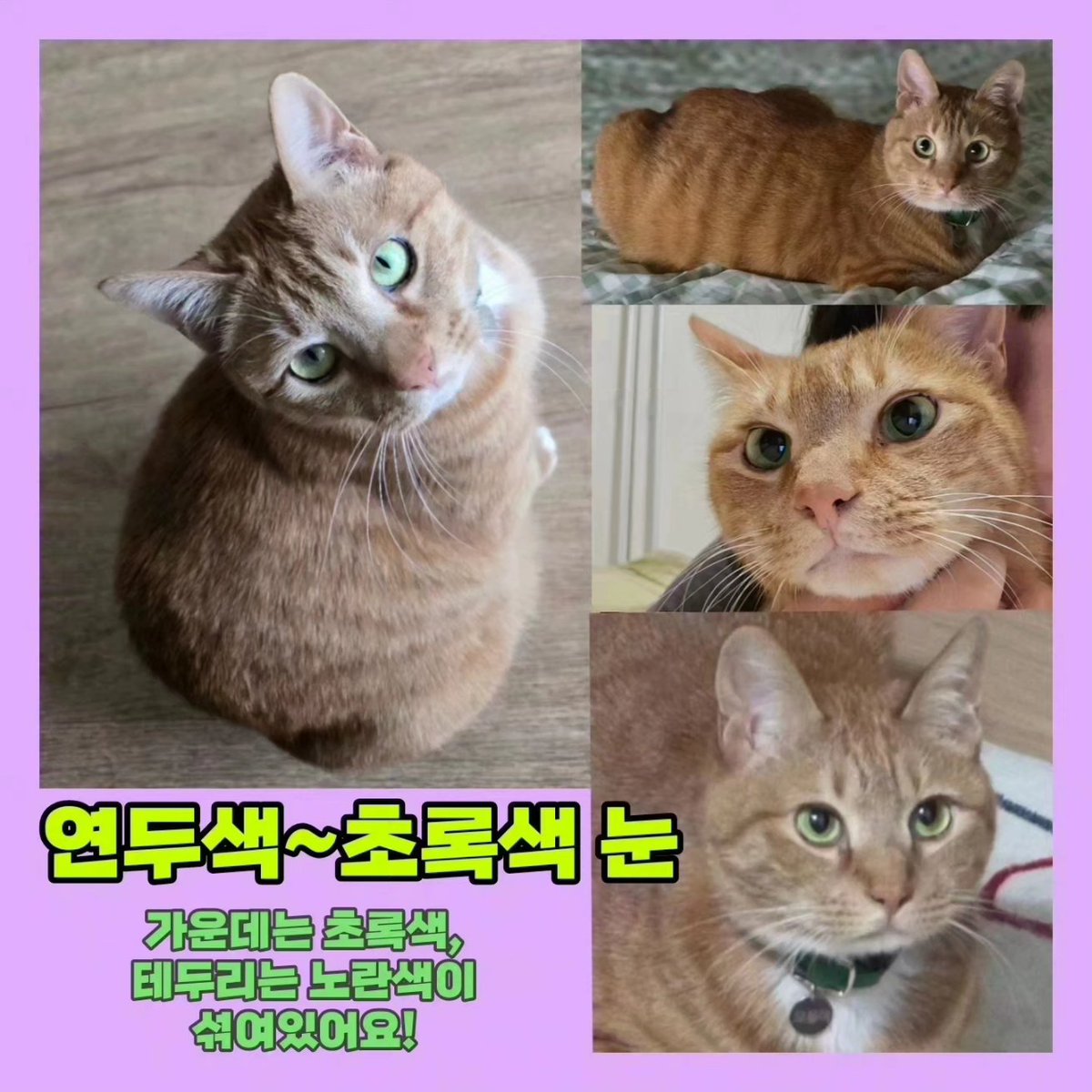 sos_audrey's tweet photo. 🙏🏻RT 부탁드립니다🙏🏻
세종시 올치즈냥 오들이 찾습니다‼️
#냥 #길고양이 #길냥이 #집사 #냥집사 #고양이집사 #세종특별자치시 #세종카페 #세종맛집 #세종동물병원 #동물병원 #스트릿출신 #코리안숏헤어 #공주시 #대전 #대전광역시 #정부세종청사 #세종수목원 #캣대디 #리트윗 #RT #트친소 #세종고양이 https://t.co/nFFVz13XU3