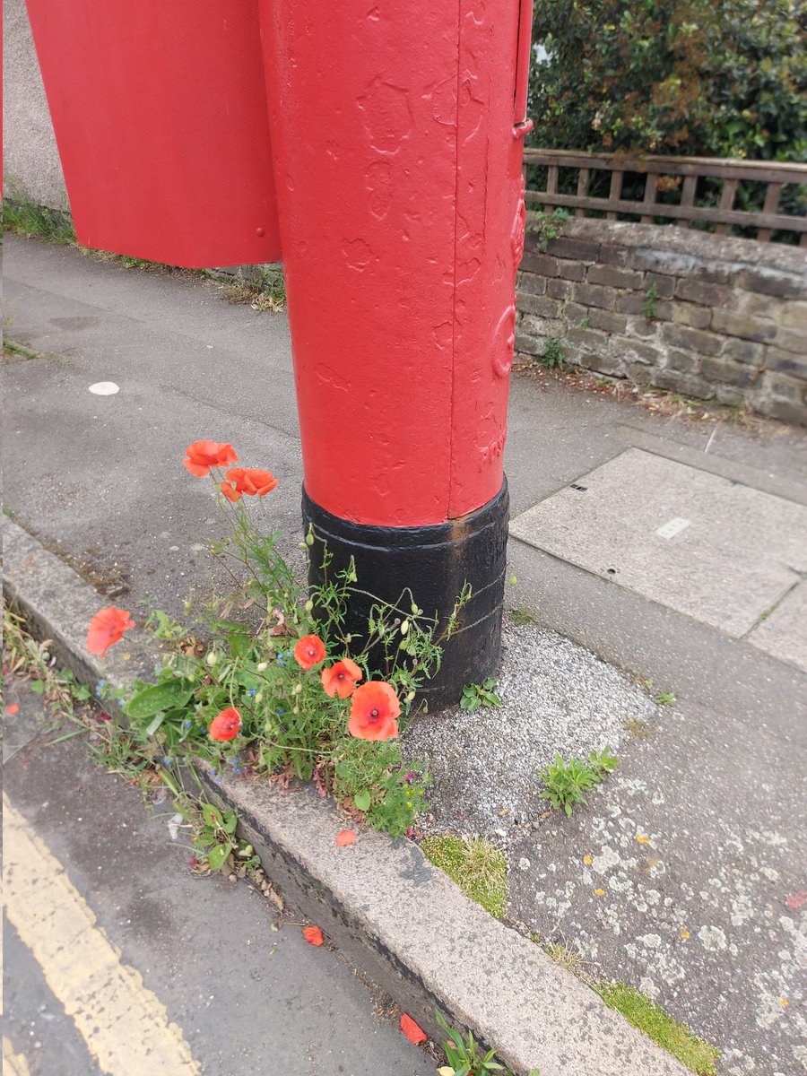 ShonaRayWrites's tweet photo. An unexpected display of poppies on my street, now a #pollinatorpathway. How come they will grow by a post box but they won't grow in my garden? π€
#flowers #poppies #amnotwriting https://t.co/xAS5tqlOF0