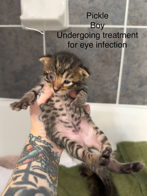 Hi 😊 I rescued these babies and their mom around 2 weeks ago. I need to start locking in homes. They<a href="/tag/mvsales"class="tags"><span>#mvsales</span></a>