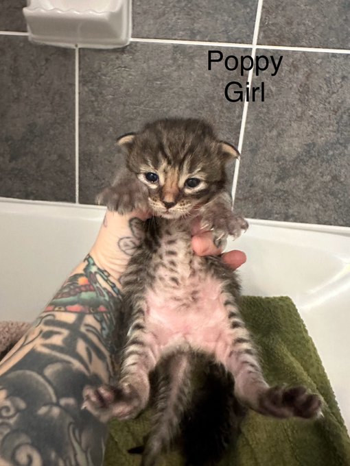 Hi 😊 I rescued these babies and their mom around 2 weeks ago. I need to start locking in homes. They<a href="/tag/mvsales"class="tags"><span>#mvsales</span></a>