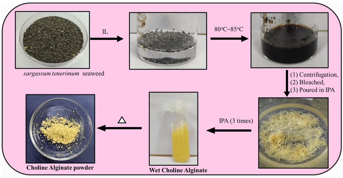 Sustainable Chemistry (@suschem_mdpi) on Twitter photo Aqueous Solution of #IonicLiquid Is an Efficient Substituting #Solvent System for the #Extraction of Alginate from Sargassum tenerrimum mdpi.com/2785716 <a href="/Suschem_MDPI/">Sustainable Chemistry</a> Aqueous Solution of #IonicLiquid Is an Efficient Substituting #Solvent System for the #Extraction of Alginate from Sargassum tenerrimum mdpi.com/2785716 <a href="/Suschem_MDPI/">Sustainable Chemistry</a>