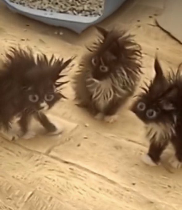 My derpy dream tiger kitties?🤣