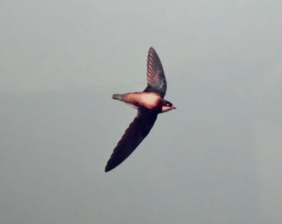 Marcus Lawson tweet media