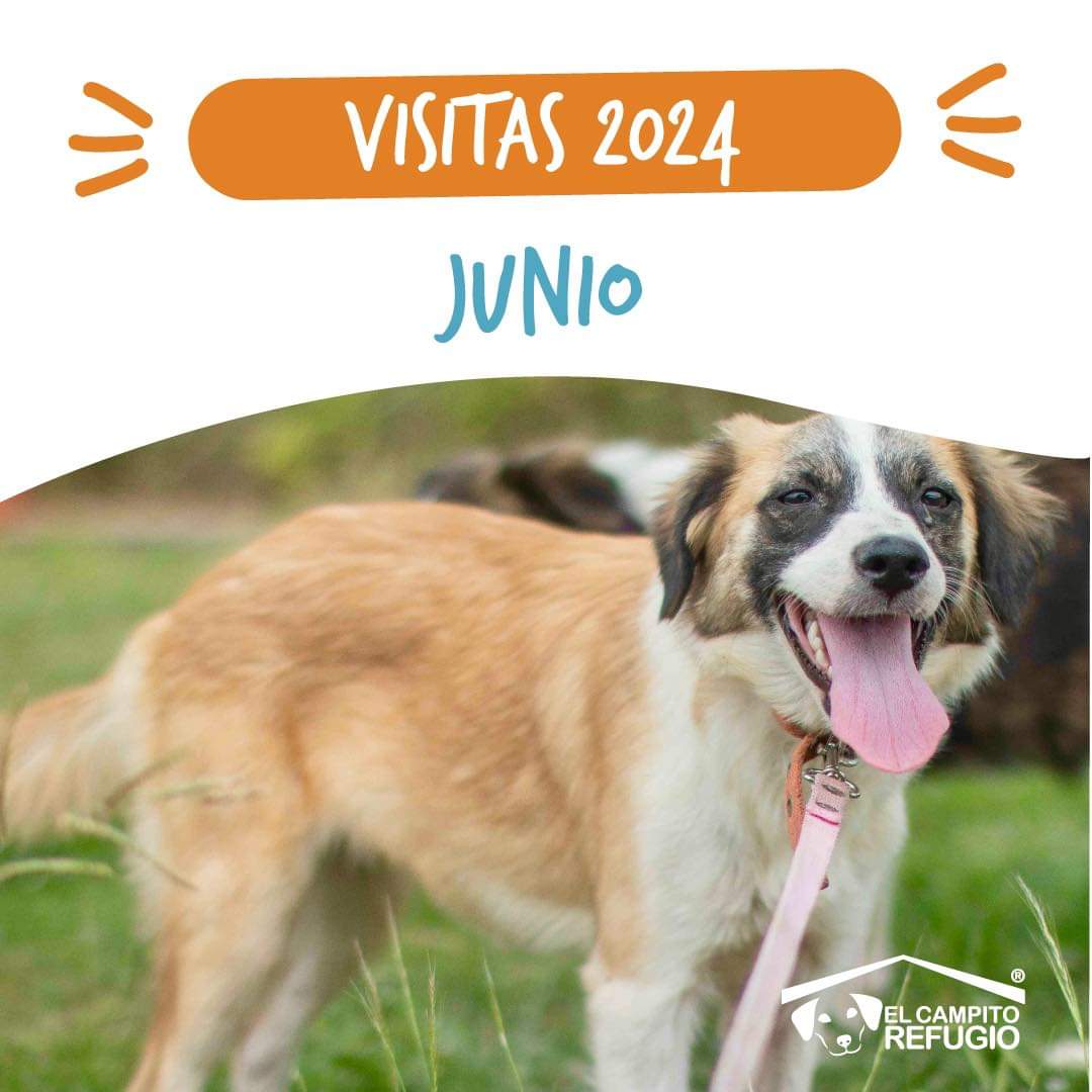 PRÓXIMA VISITA: DOMINGO 9 DE JUNIO DE 12.30 A 16.30hs! 🤩 Convertite en voluntario por 1 día, doná unas horas y llenate el alma ayudándolos y dándoles amor a nuestros camperitos. ✔️Pueden llegar con vehículo propio o transporte público (No hay combis) 👇