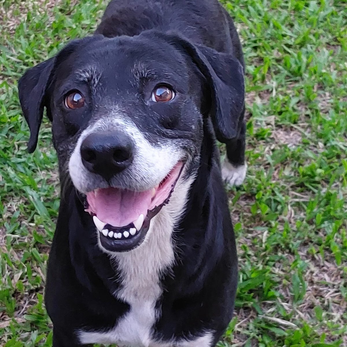 ⚠️ CHAMADO DE CORAGEM: CADÊ A LOLA? ‼️ Mais infos sobre a Lola, no fio abaixo 🐕 Fêmea, SRD com labrador, pelagem curta, patas brancas com pintas pretas, focinho branco, leve ponto branco na sobrancelha direita, super mansa, criada solta, pode estar apresentando tristeza por