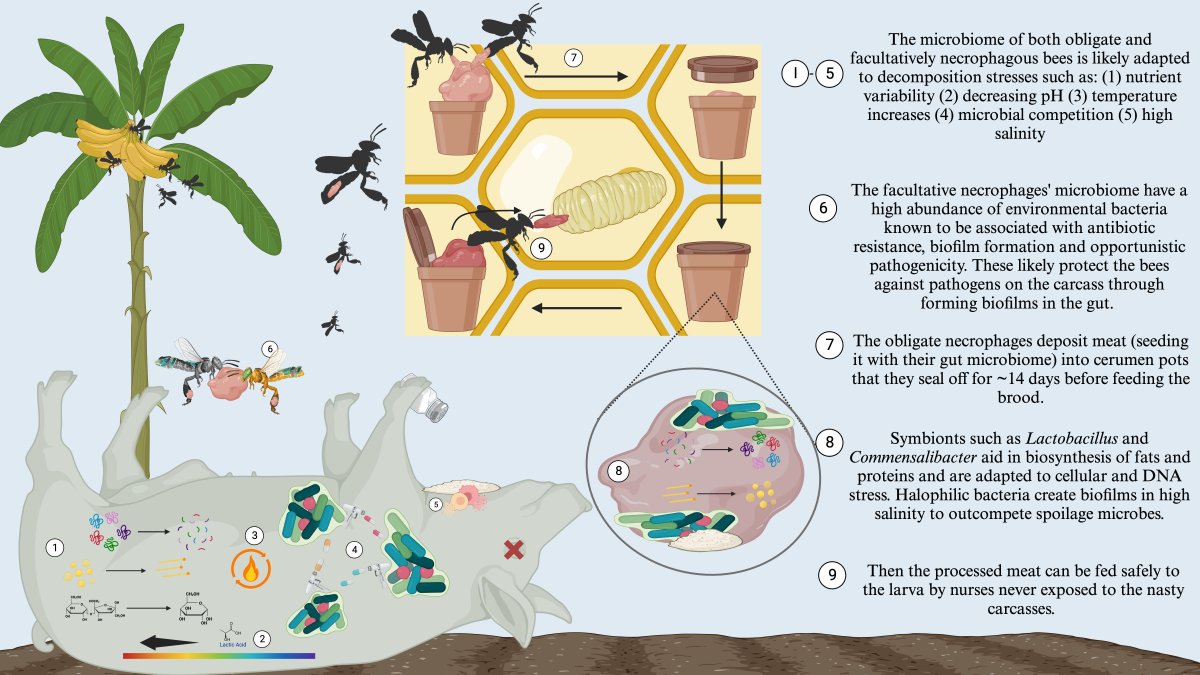 Out in ME!
New metagenomic research by <a href="/JessicaMaccaro/">Jessica Maccaro</a> et al. uncovers fascinating functional differences between vulture bees and other stingless bees.
@WileyEcolEvol <a href="/UCRiverside/">UC Riverside</a> <a href="/UMassAmherst/">UMass Amherst</a>
Read More: buff.ly/3Va8eaf