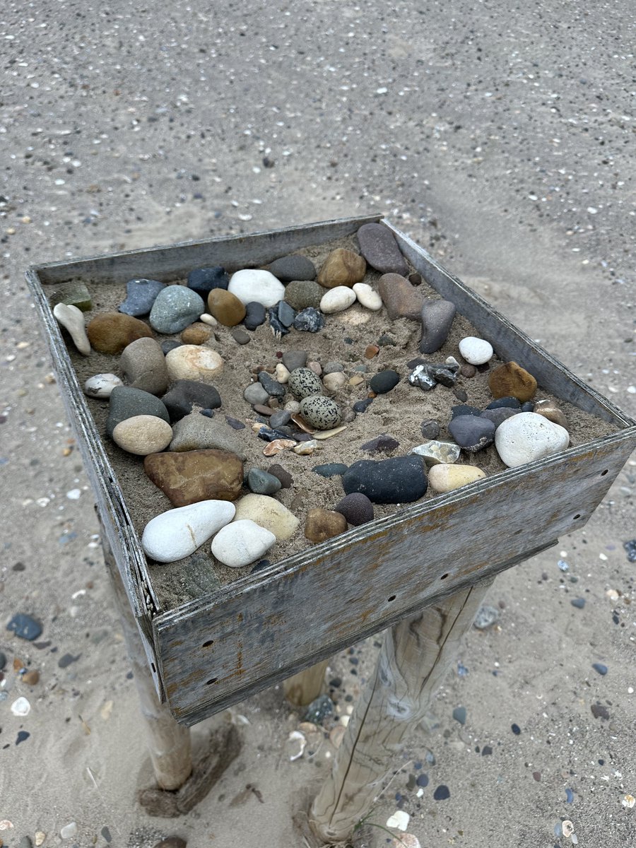 They’re back!! Our pioneering oystercatchers have returned to the raised box they used last year. The team added sand and shingle and made the scrape for them, a good feeling to know it’s enticed them back for another season. Fingers crossed for some chicks!🤞🏻