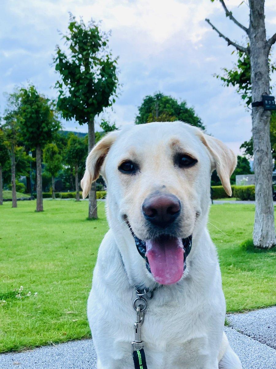 SweetFrankFC's tweet photo. デヘヘ
嬉しいんだね

#LabradorRetreiver #Frank #ラブラドールレトリバー #ラブラドール中毒 https://t.co/AbuzKt4DOz
