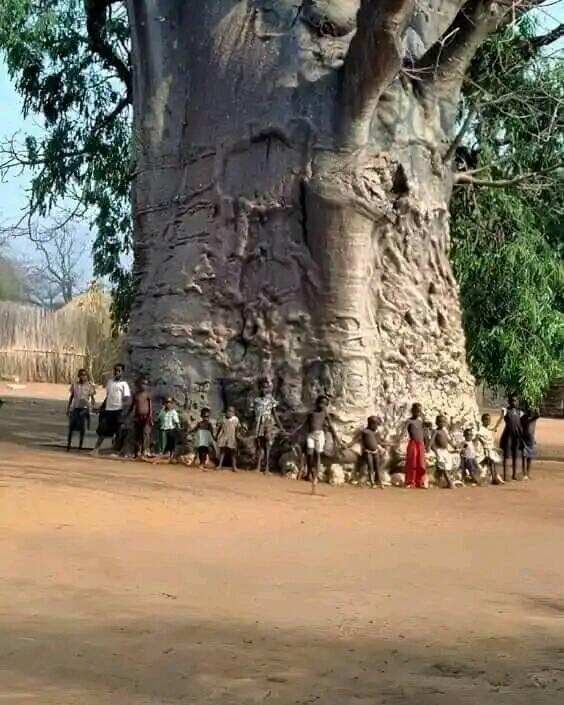 2,000-year-old tree in South Africa called The Tree of Life. The baobab tree Baobab trees are among the most unique trees that grow in Africa. According to an estimate, these trees are among the oldest trees on earth. In the savanna (Africa) the climate is very dry. Where other
