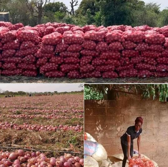 Here is not China, is Senegal 🇸🇳 the Onion production in country has increased significantly, onion production is set to reach nearly 480,000 metric tons by 2026 key Market Indicators. Your comments on this ...